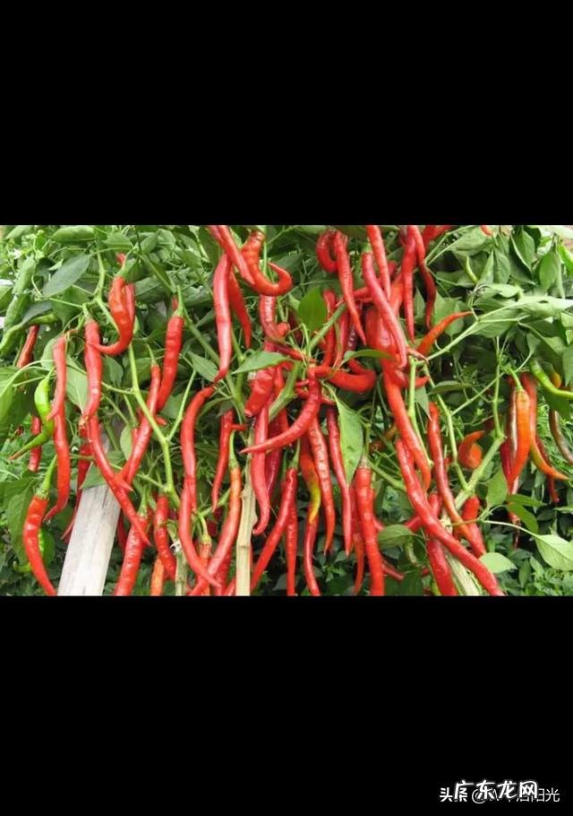 你觉得调料之乡有哪些?怎么样?