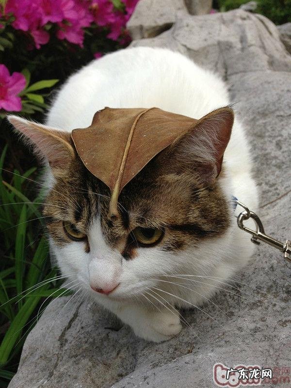 四招下降猫咪丢失危险