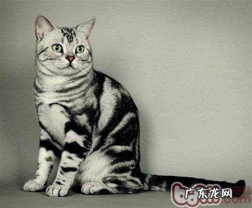 捉猫和抱猫怎样确保安全