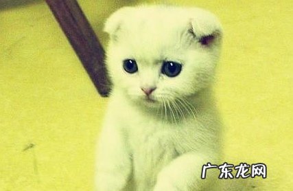 折耳猫练习技巧