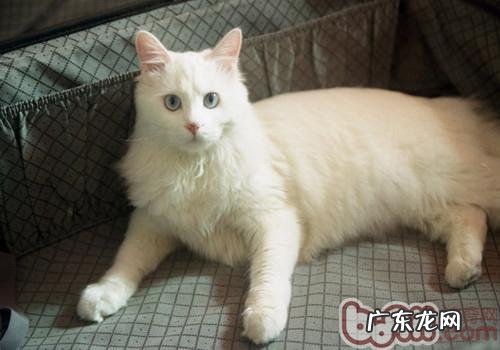 猫咪家庭练习小常识