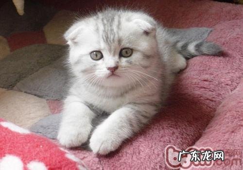 怎么练习猫咪在固定的当地睡觉