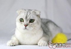 怎么改动猫咪夜游的习气