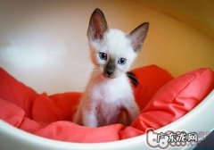 怎么不让猫咪乱抓乱咬