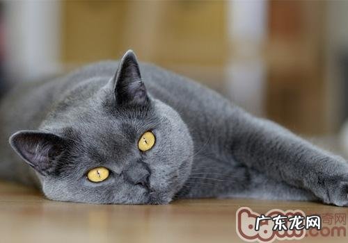 【测验】你是否真的会练习猫咪