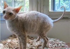 教会柯尼斯卷毛猫与其他动物共处