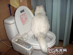 怎样诱导猫咪排便