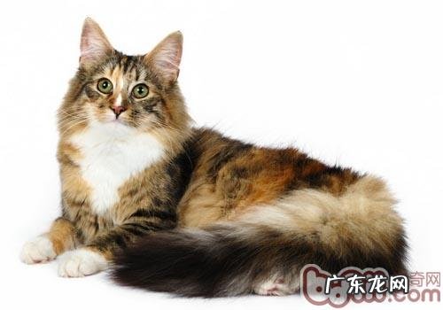 什么时候练习猫咪能够到达最佳作用