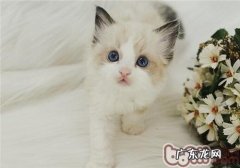 幼猫需求学习哪些东西