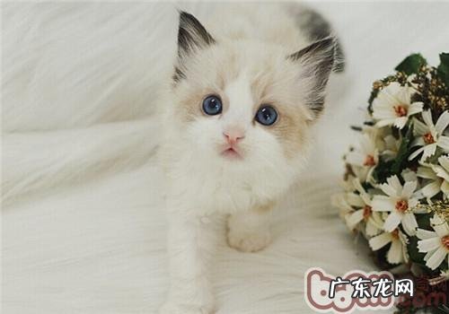 幼猫需求学习哪些东西