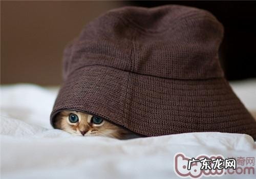 猫咪不听话该怎么应对