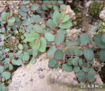 卧蛋草的功效与作用？可以直接吃吗？