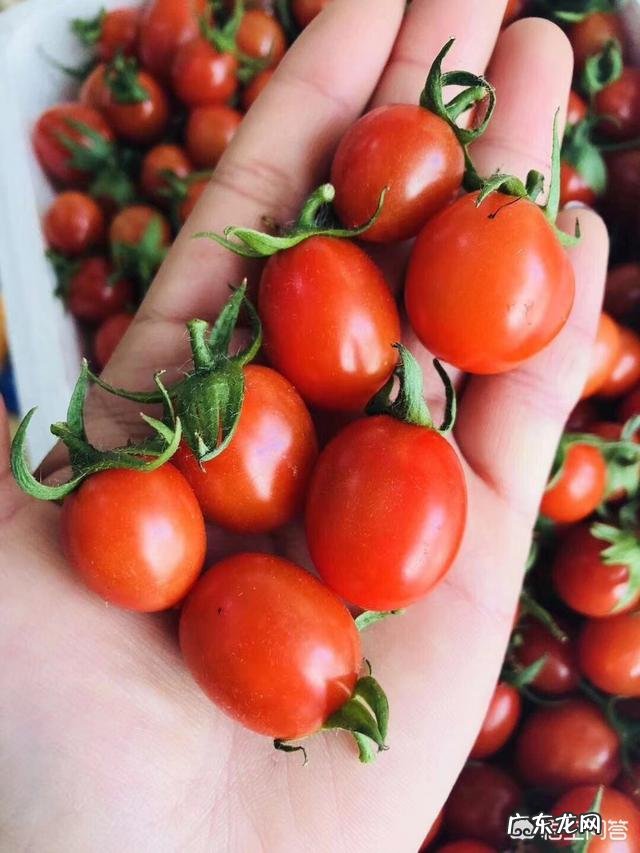 菠萝,草莓,圣女果酸奶打汁可以减肥吗