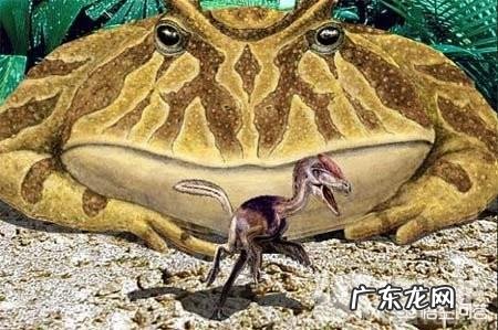 生活在7000万年前的魔鬼蛙,真的能猎杀恐龙吗