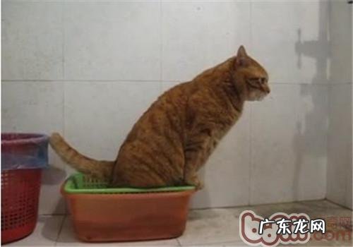 怎么练习宠物猫咪运用厕所
