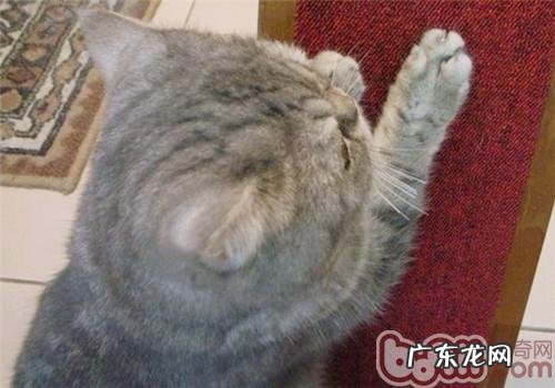 怎么避免猫咪抓墙