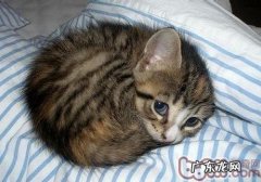 怎么纠正猫咪圈地行为