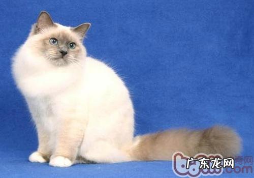 猫咪练习过程中的注意事项