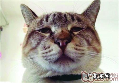 磨爪子能够放松猫咪心境