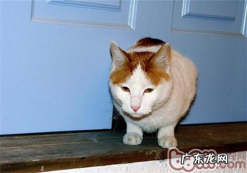 怎么练习猫咪运用猫洞