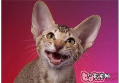 怎么阻止猫咪乱抓人的现象