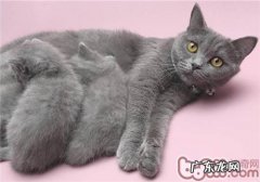 猫咪练习中常常会呈现的错误观念