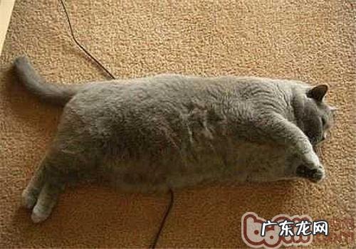 什么情况下猫咪需求瘦身