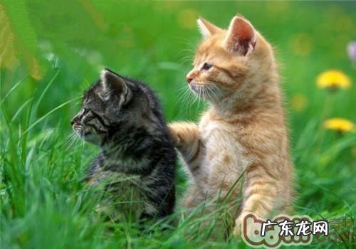 进步猫咪“社交能力”的办法