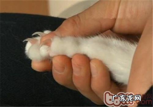 猫咪忽然抓人的原因剖析