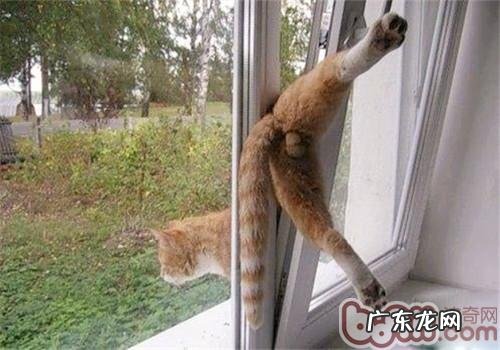 改正猫咪反常狡猾的办法