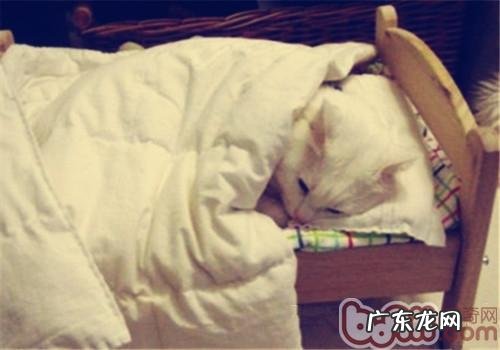 猫咪钻被窝为什么欠好