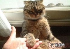 教会挪威森林猫和人握手的办法