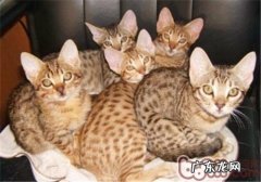 怎么练习奥西猫不咬人