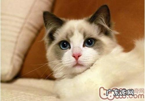 练习布偶猫简单吗