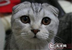 小猫深夜打扰咱们怎么办？