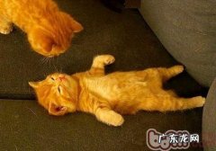 练习猫咪装死的三个过程