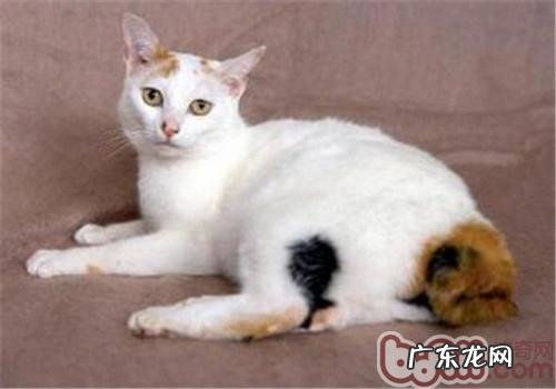 日本短尾猫训练方法