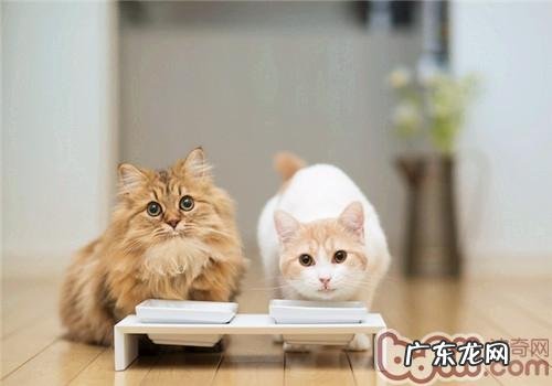 培育猫咪好好吃饭的习气