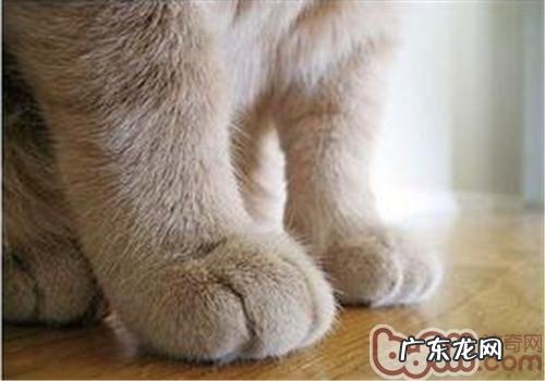 怎么练习猫咪不抓人?