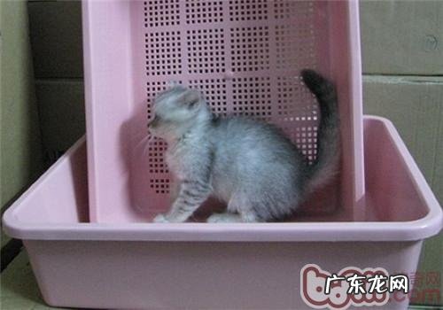猫咪应何时开端练习运用猫砂?