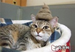 猫猫随意大小便怎么办？