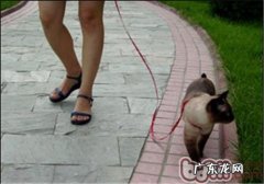 练习猫咪和你一同漫步