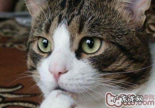 正确正告小猫的办法