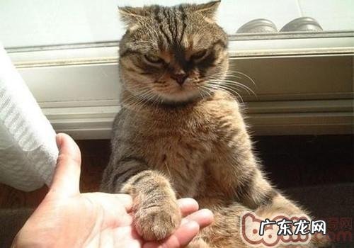 合适幼猫的练习课程