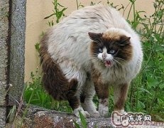 防止争斗的恫吓