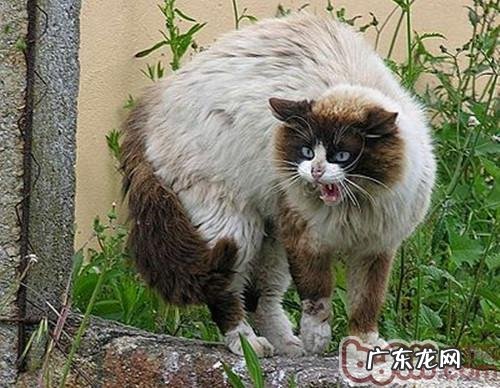 防止争斗的恫吓