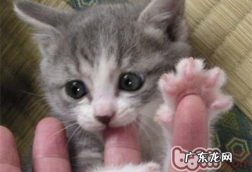 猫咪喜爱咬主人手指怎么办?