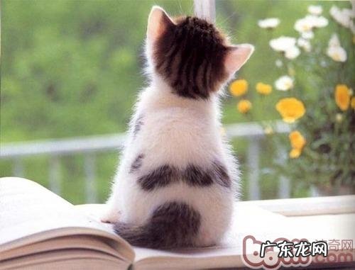 主人不在家,怎么让猫咪学会独处