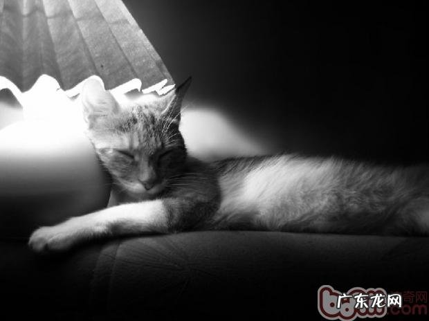 主人不在家,怎么让猫咪学会独处