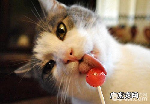 练习猫咪先要懂猫咪